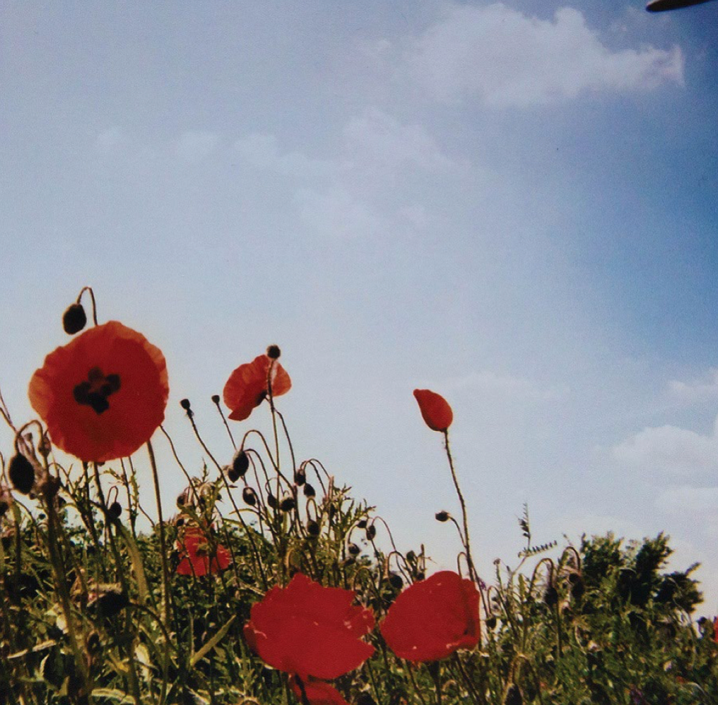 Fluisteraars - Bloem LP